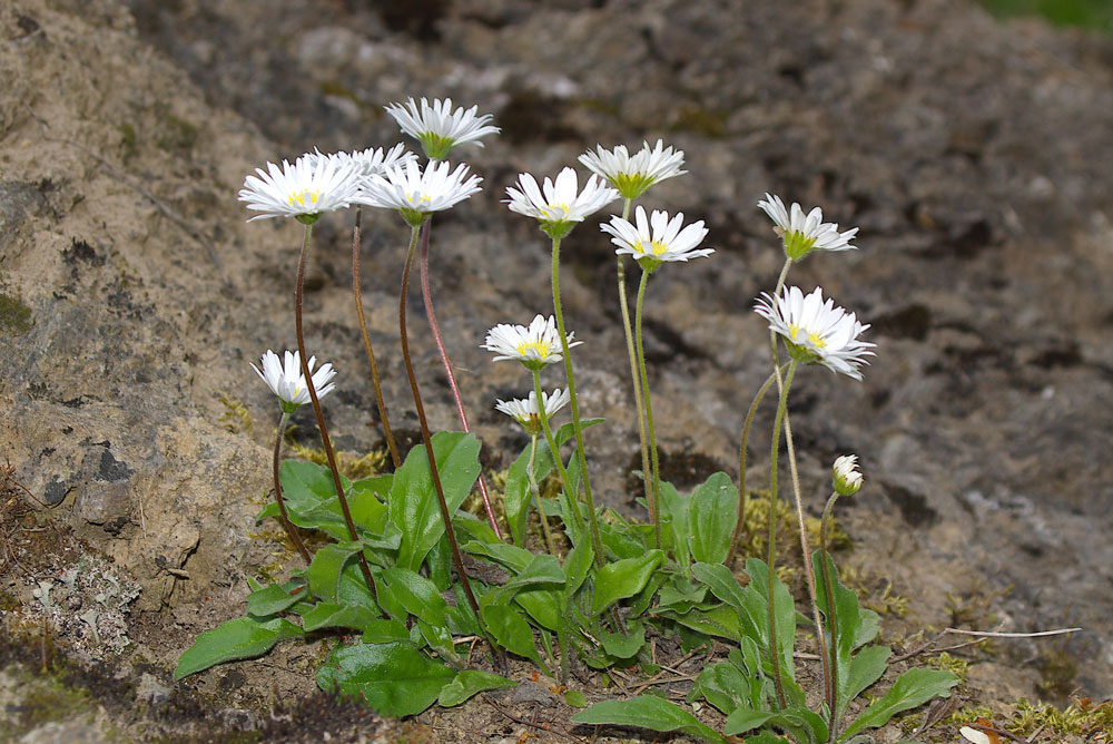 Bellidiastrum michelii  / Falsa pratolina